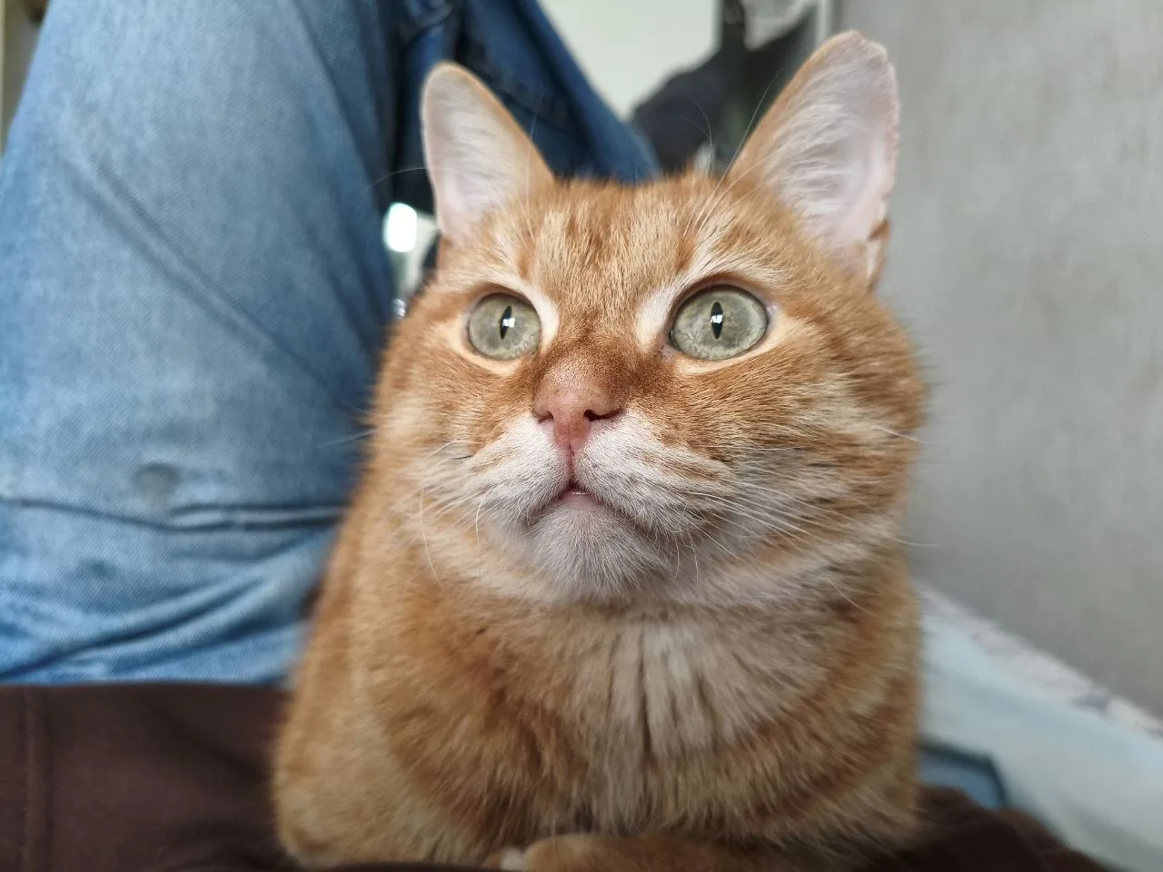 Обновлено: кот найден.