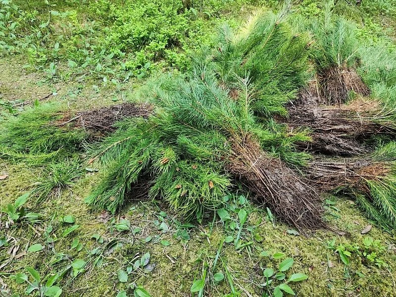 🌳 «Сад Памяти»: 2500 саженцев сосны высадили в городском округе Воскресенск  Эколого-патриотическая 