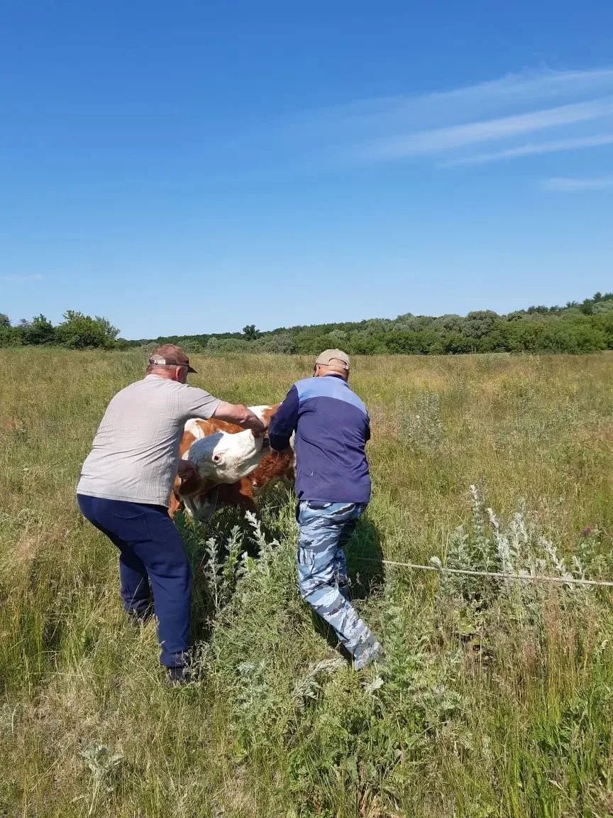 🐄💉 Вакцинация животных — важная задача ветеринаров, но не все питомцы рады уколам. Сегодня у нас н