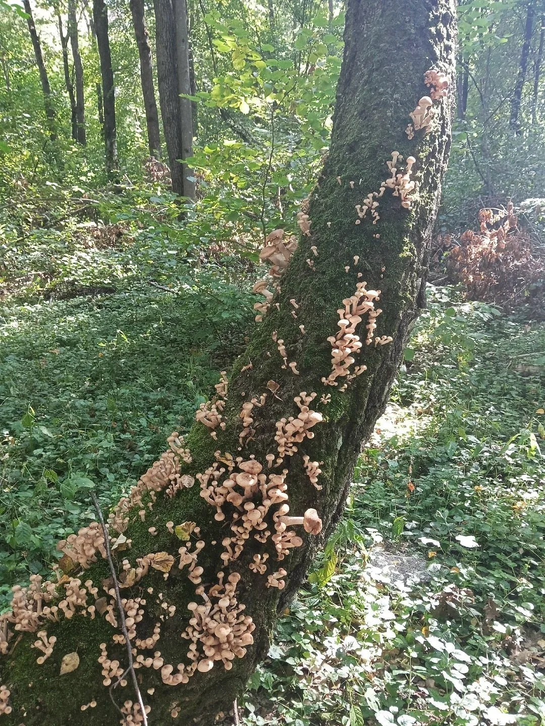 🍄 Опят в орловских лесах столько, что увозят машинами