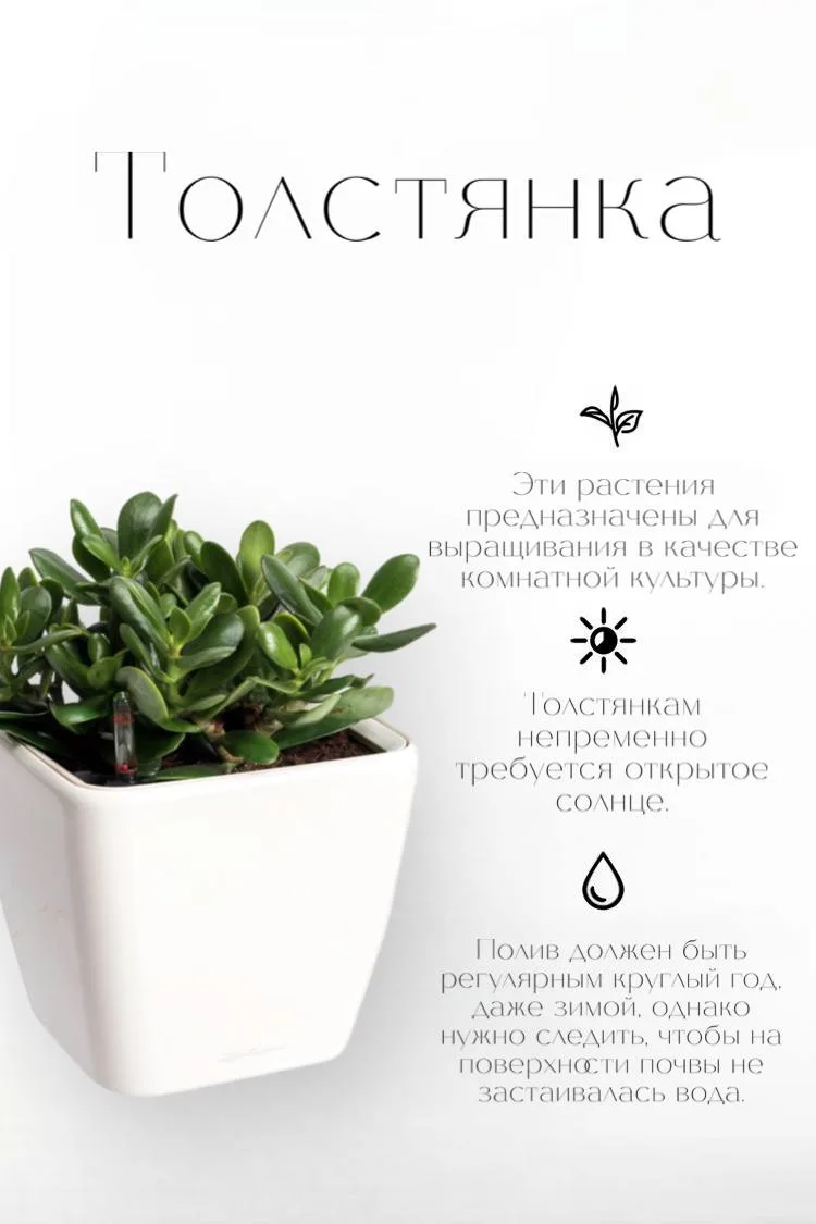 Подборка лучших комнатных растений для кухни