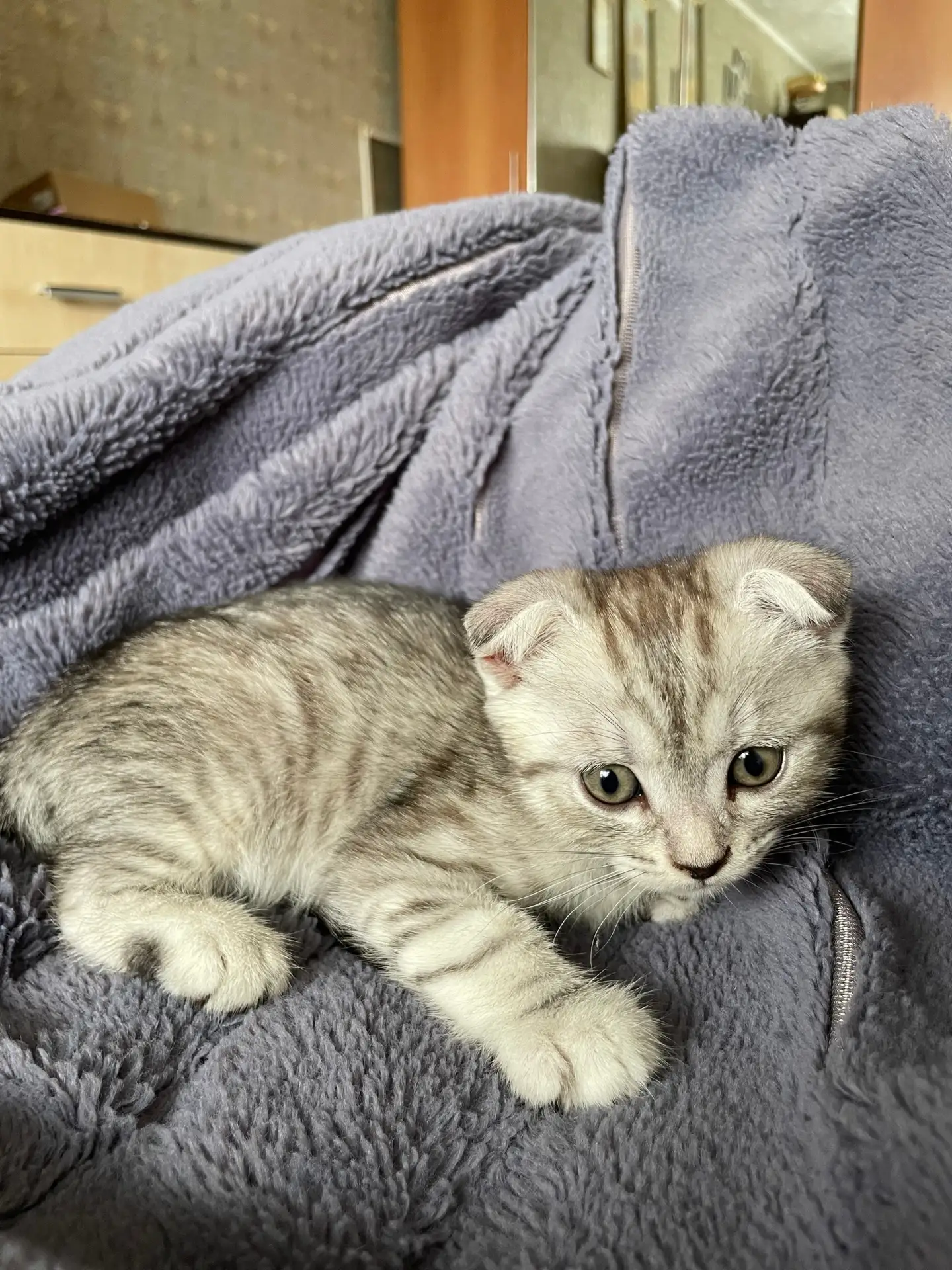 Добрый день! 
🐈‍⬛ Продаю двух котят шотландской вислоухой породы (5000р).
Окрас — серебристый мрамо