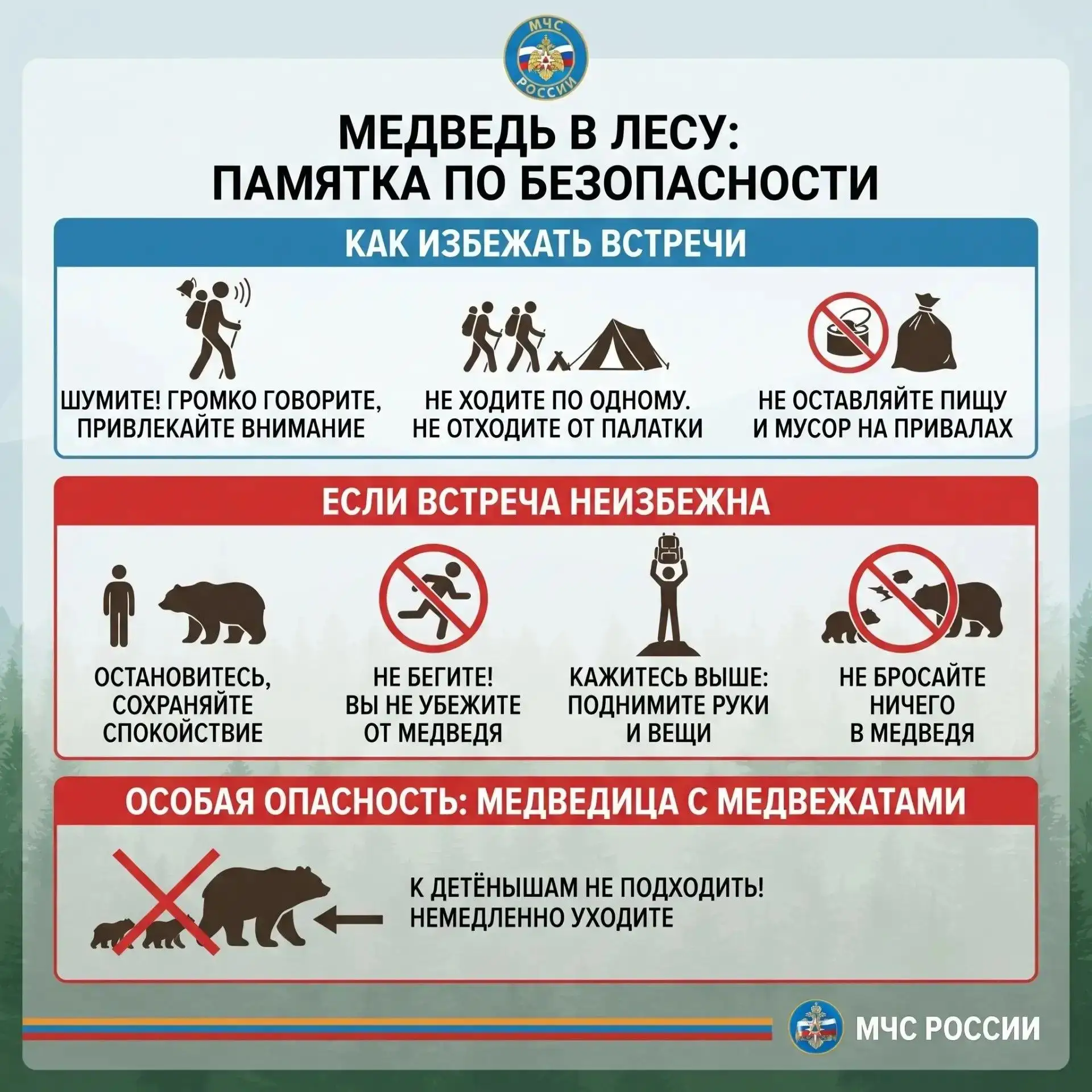 Медведь в лесу. Как избежать встречи, и что делать, если видите зверя? 🐻