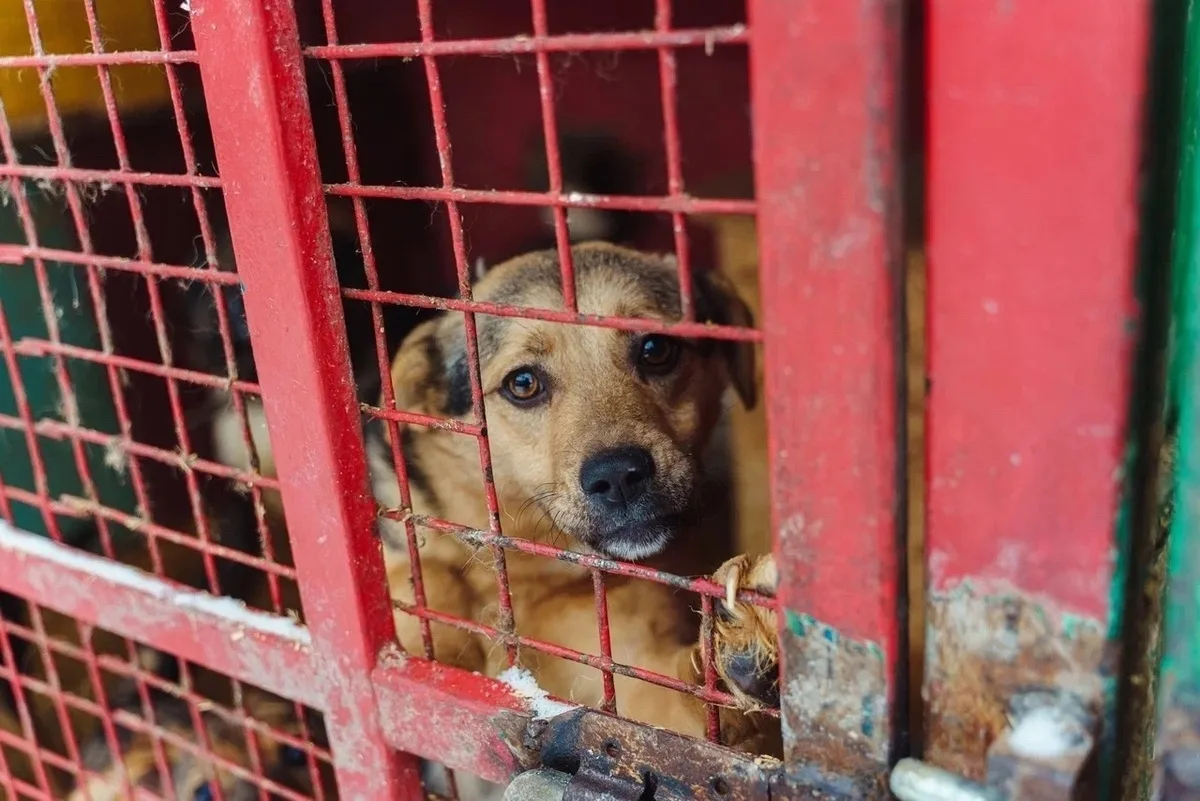 🆘 Мы кричали, как могли: ПОМОГИТЕ! Но нас не услышали… 💔  НАМ НЕЧЕМ КОРМИТЬ 500 ИНВАЛИДОВ! Объявляем