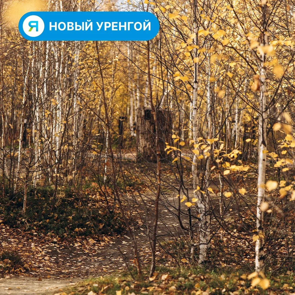 🔥 На Ямале потушили все лесные пожары