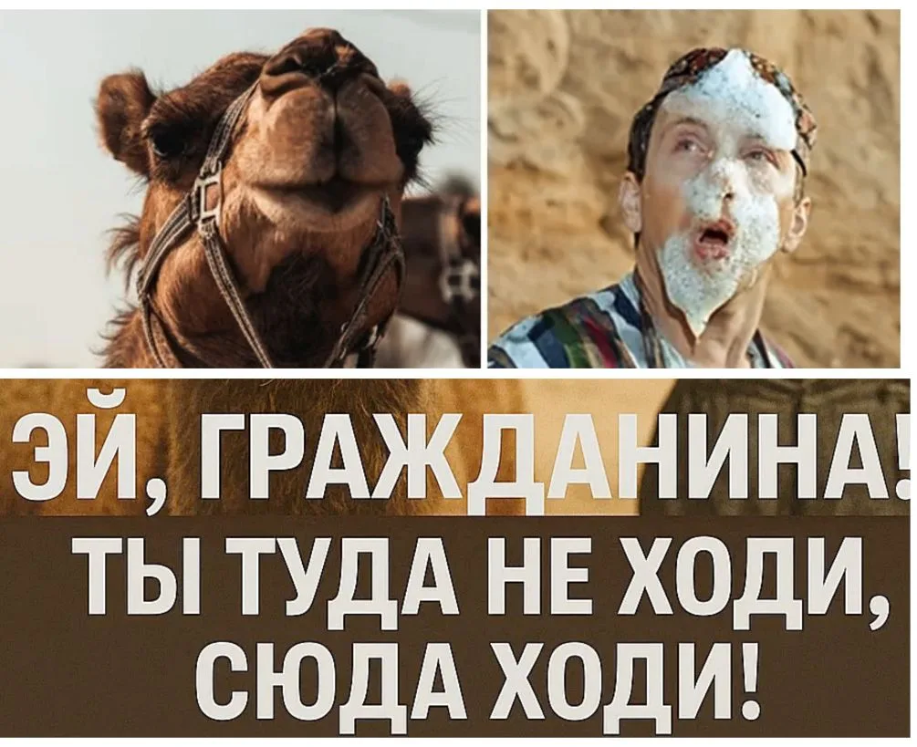А вы знали, что верблюд, который плюнул в Крамарова, был настоящим цирковым артистом? �...