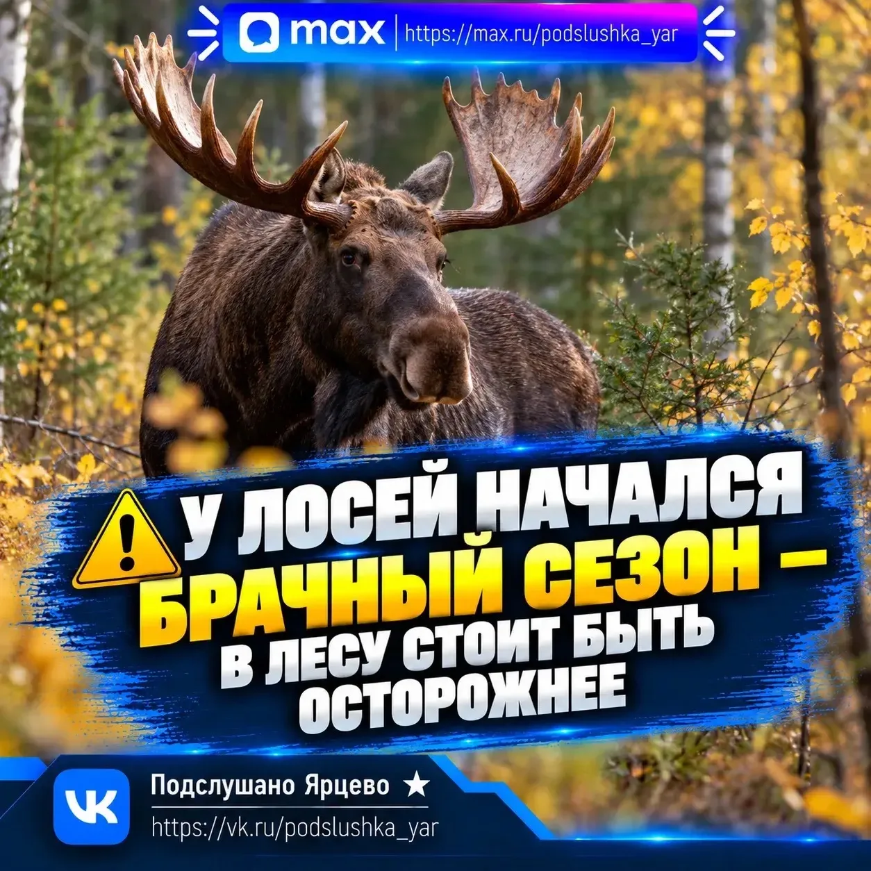 🫎 У лосей начался брачный сезон — в лесу стоит быть осторожнее