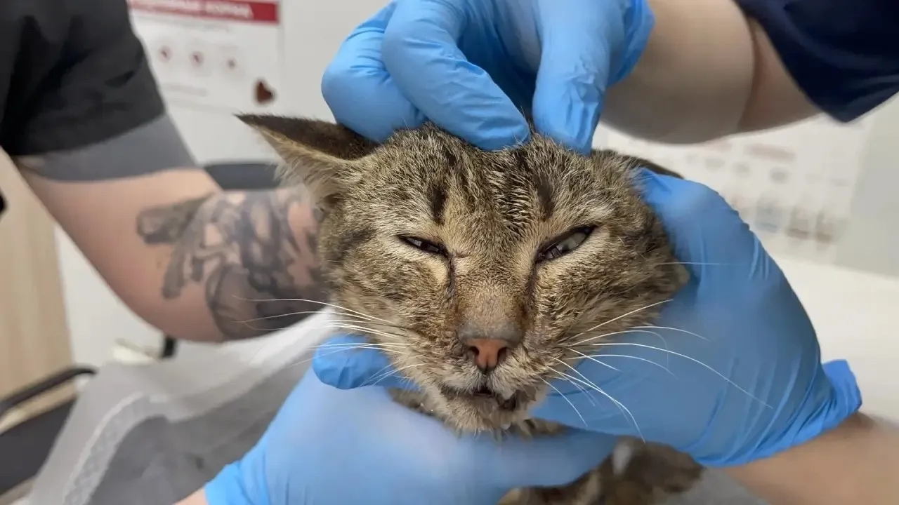 💔 Испуганный взгляд и сломанная челюсть в двух местах! 🆘  В приют «Омские хвостики» поступил котик, 