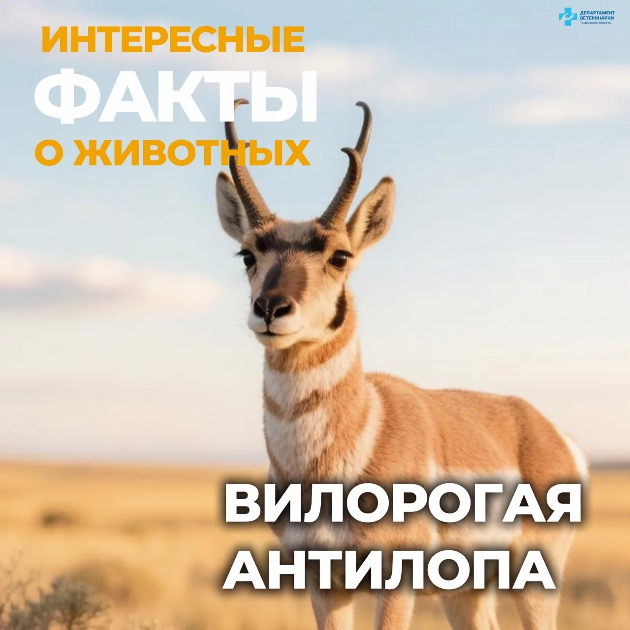 💫Представьте себе существо, которое бегает быстрее, чем любой автомобиль на наших доро...