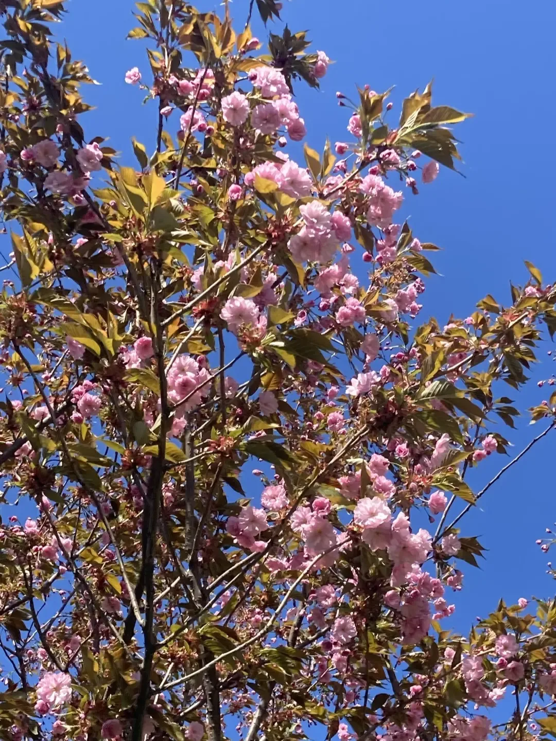 Цветение черемухи мелкопильчатой в Комсомольском сквере 🌺