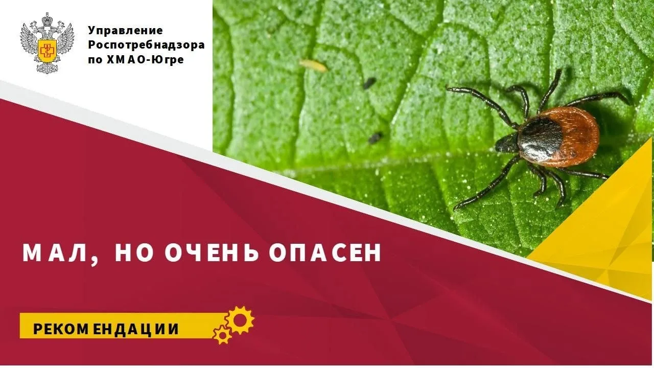 📢 Внимание! Ранняя весна и клещи: будьте внимательны!