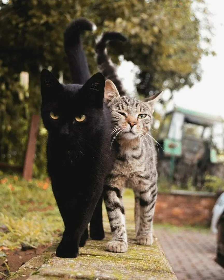 Акция  "Усатая парочка"😻😻Приведите кошку на плановую стерилизацию, и мы кастрируем ва...