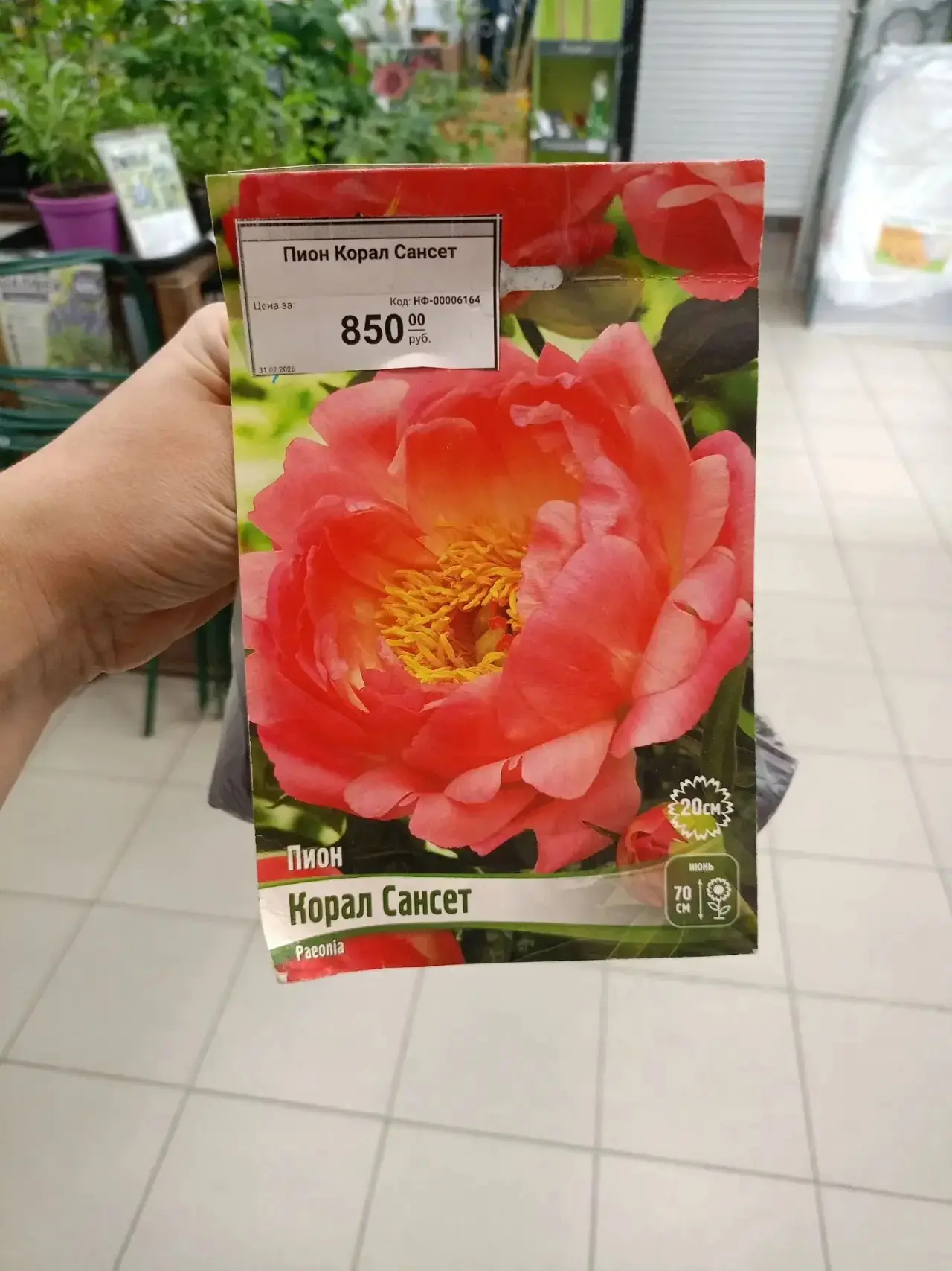 «Термит»: Пион «Корал Сансет» — закат в вашем саду! 🌅🌸