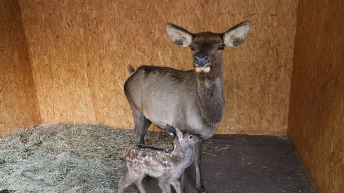 🦌 В ЦПКиО родился детёныш марала
