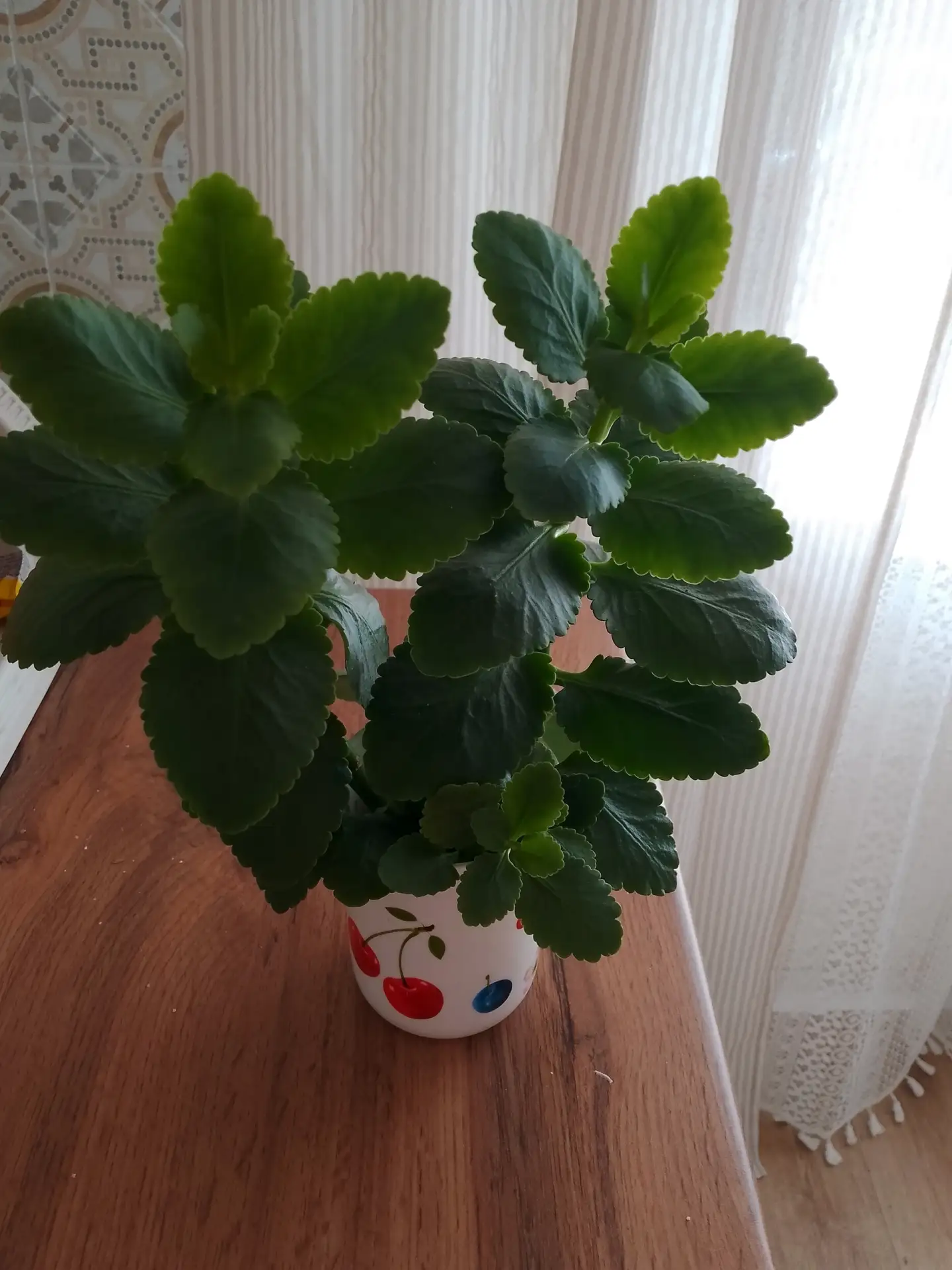 Отдам каланхоэ укоренённые. Шоколад приветствуется!
