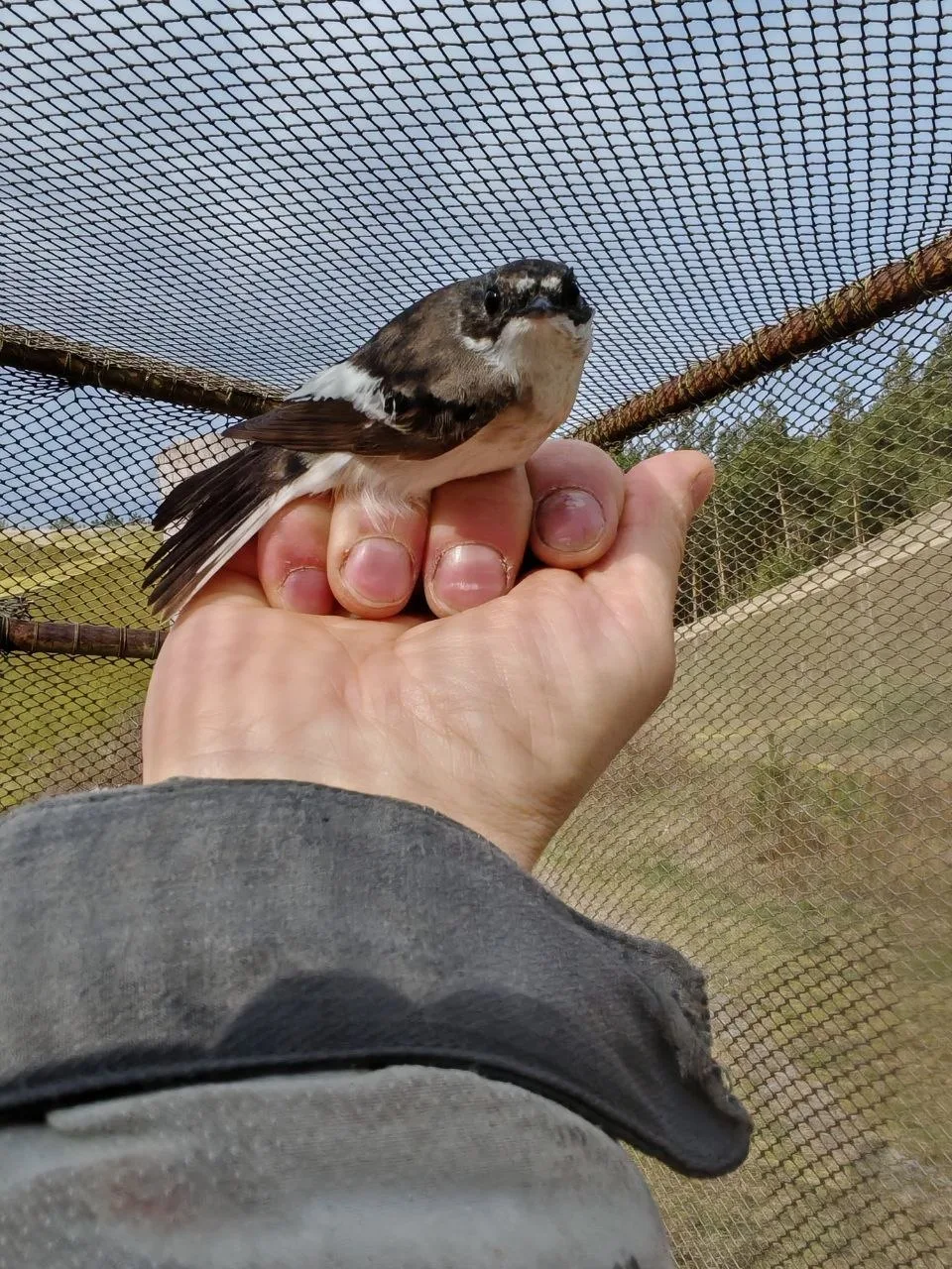🐦🌍 Африканские мигранты добрались до Калининградской области  Последние несколько дней идёт активный