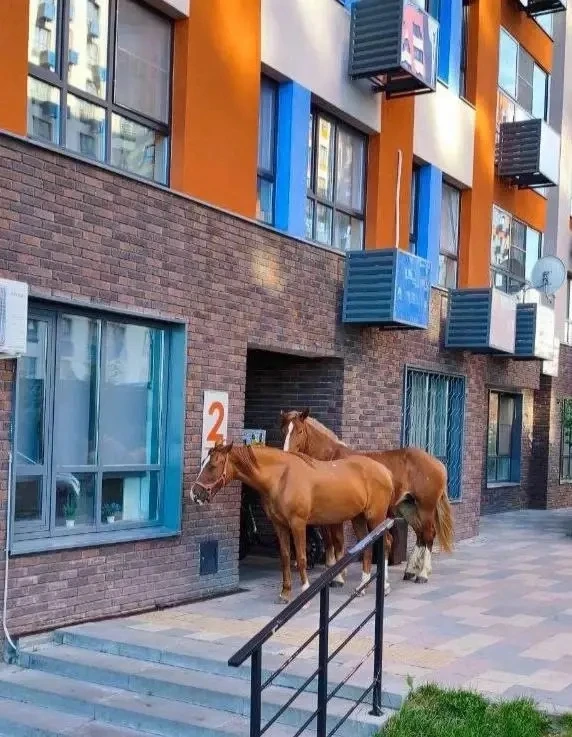 🐴 Пасущихся лошадей заметили во дворе в Новых Ватутинках