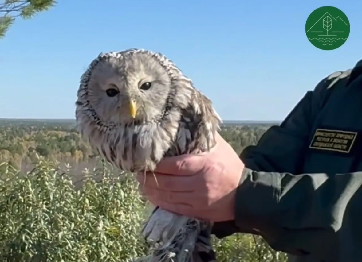 🦉 Две уральские неясыти успешно спасены и освобождены в природе в заказнике Режевского