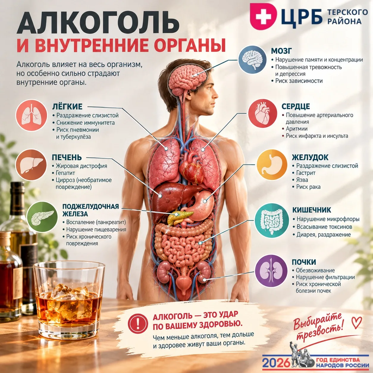 🍷 Алкоголь и внутренние органы: что происходит на самом деле?