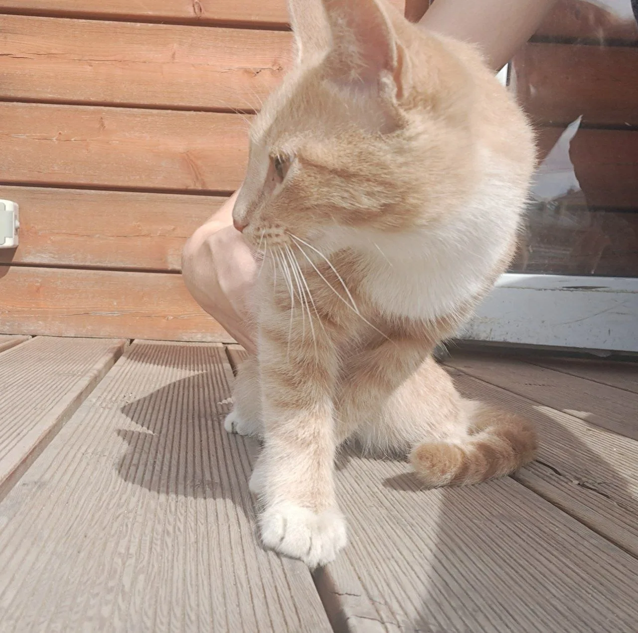 Может кто-то захочет себе забрать, живёт на улице, собаки поймают🥺
