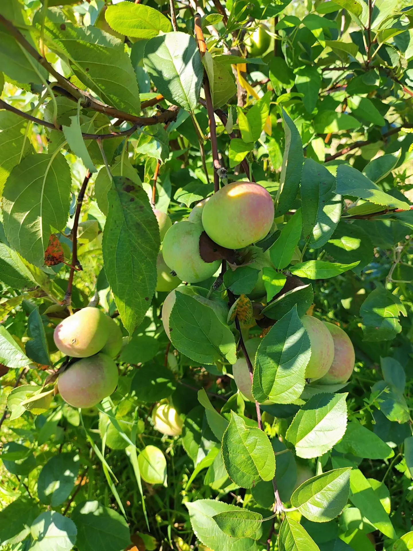 Яблоня сорт ВЭМ Сувенир. Столовый крупноплодный сорт. Вкус на 5 баллов, генетическая ус...