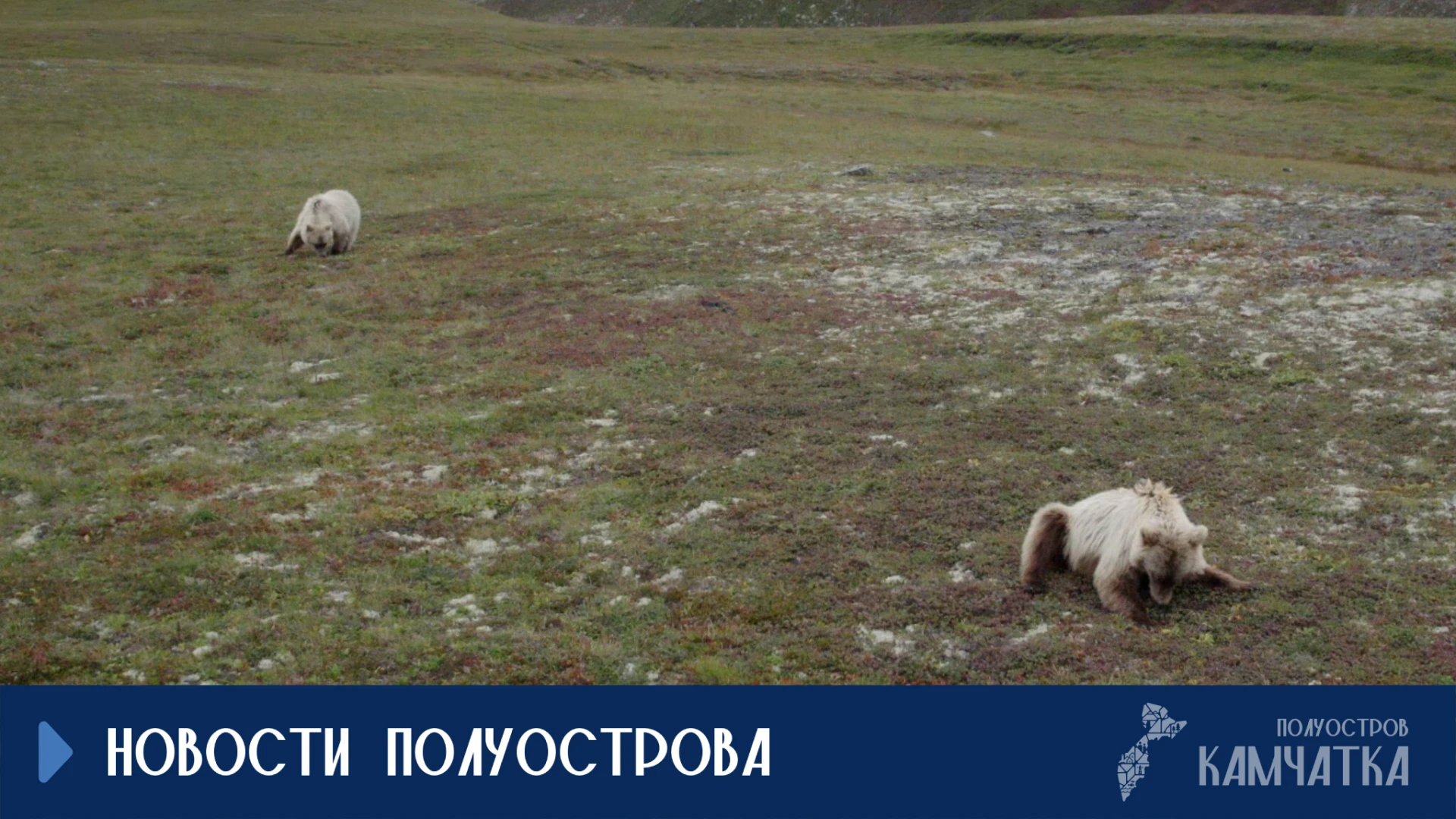 На Камчатке введена ответственность за нарушение Правил наблюдения за дикими животными