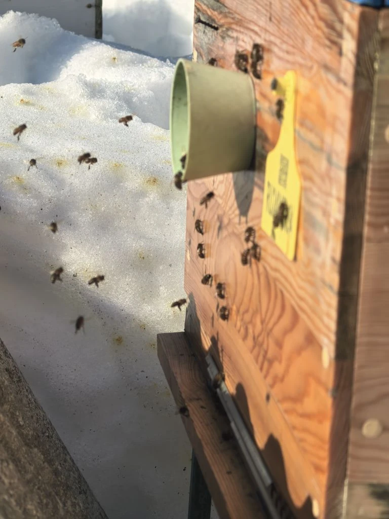 Еще немного пчёлок зимой ❄🐝