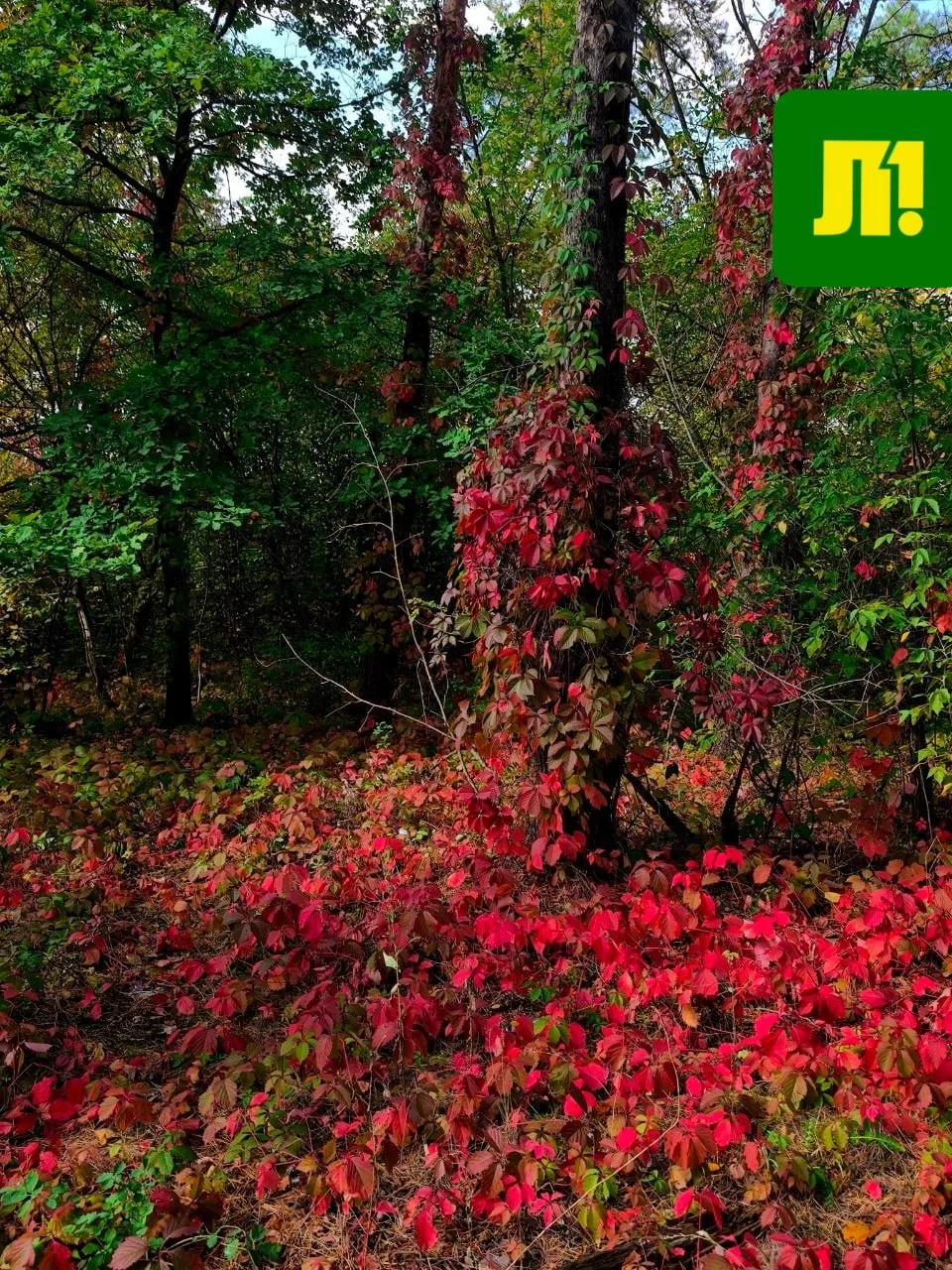🍁 Ну здравствуй, золотой Липецк