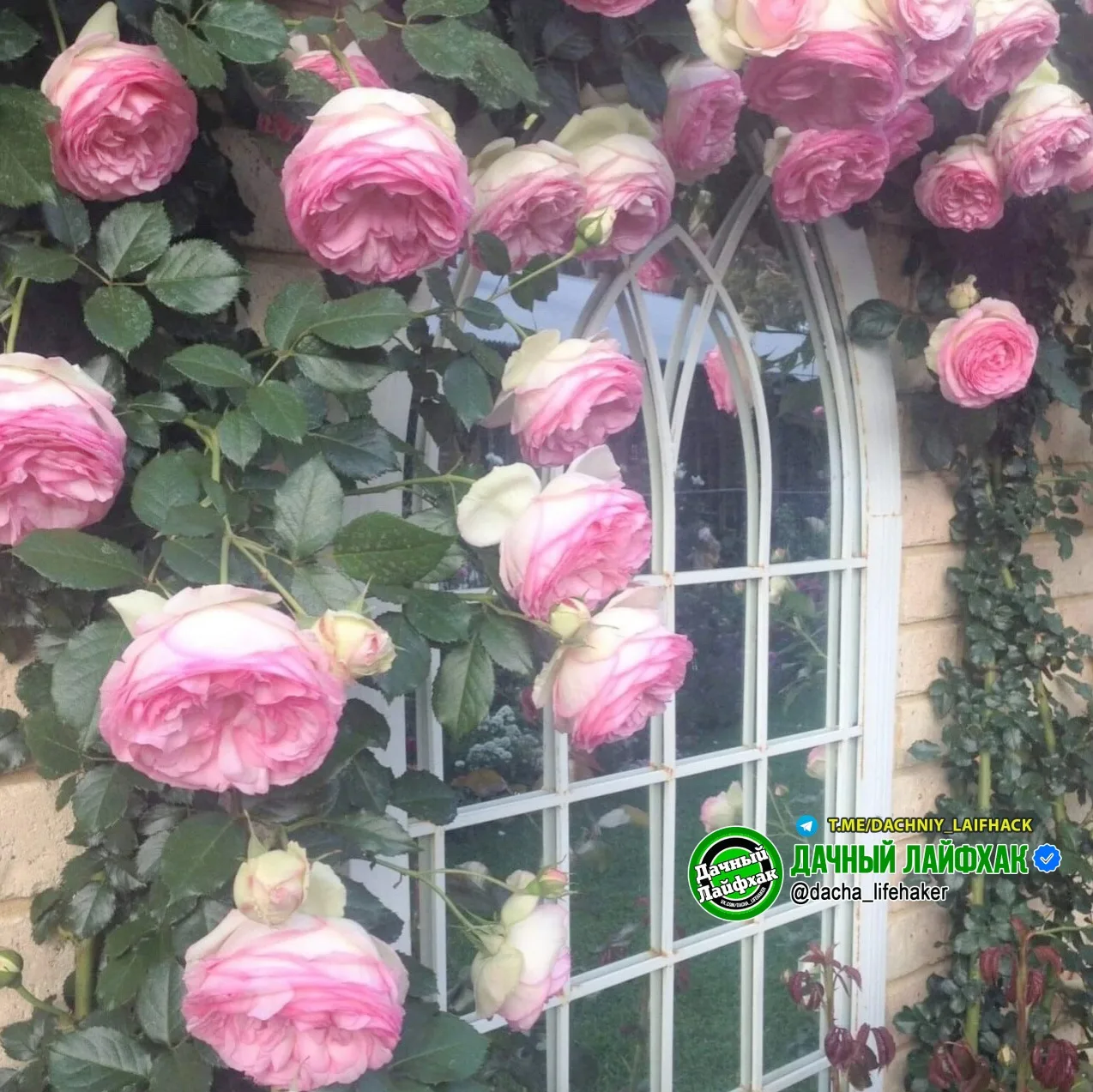 Роза сорта Pierre de Ronsard 🌹

Куст мощный, но аккуратный, отлично подходит для арок, опор и бесед