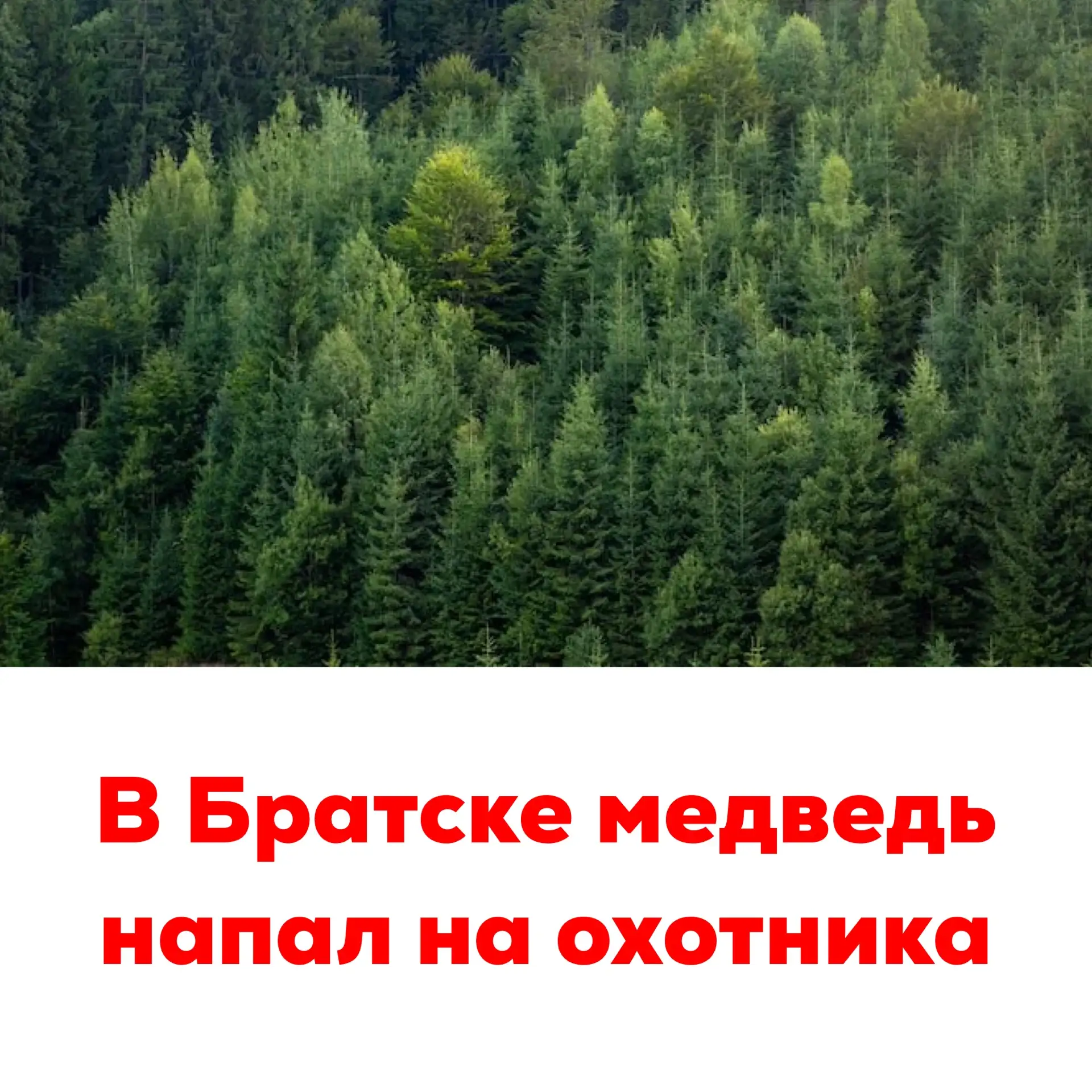 🔴В Братске медведь напал на охотника