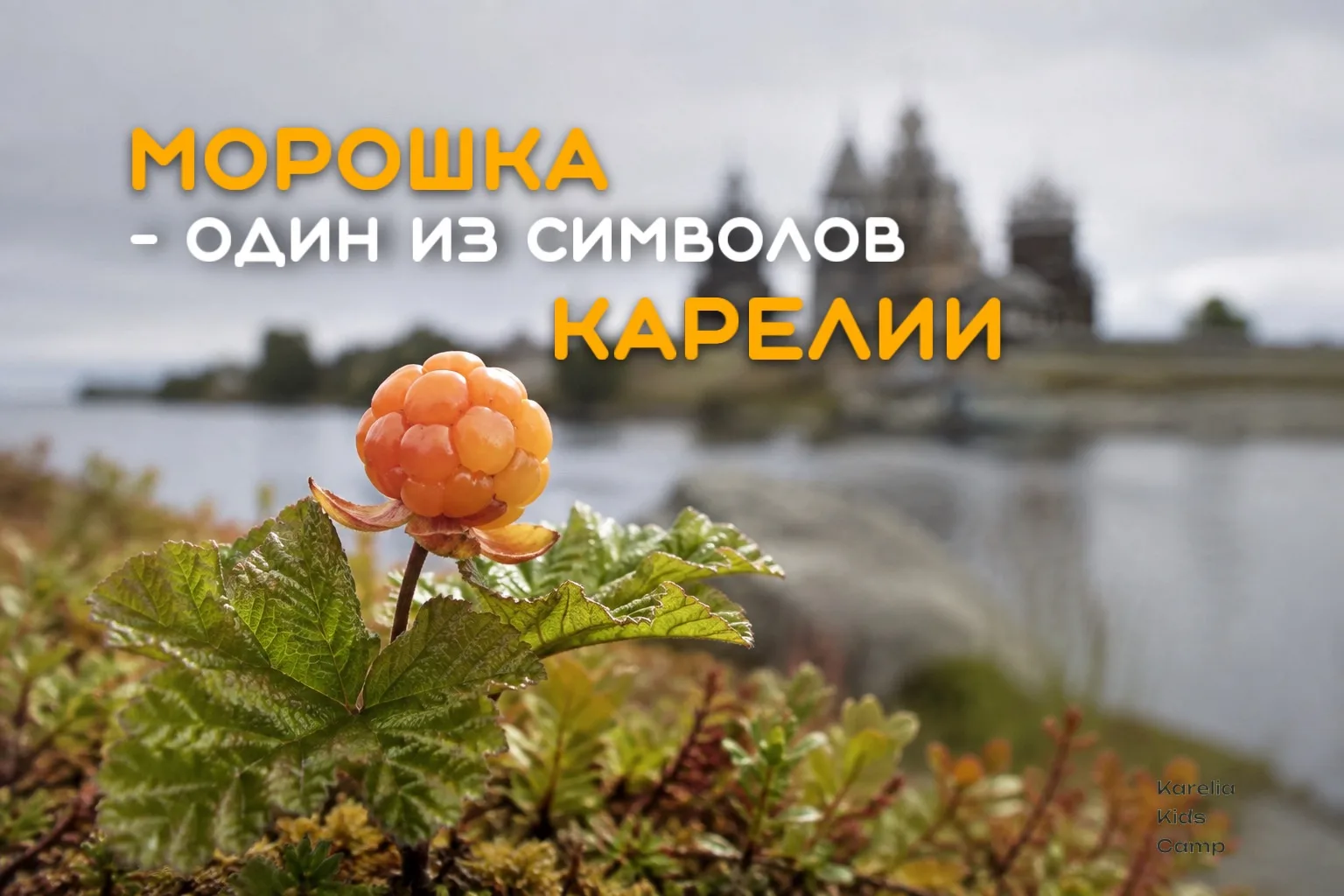 🧡У Карелии есть свой «янтарь» —  морошка.