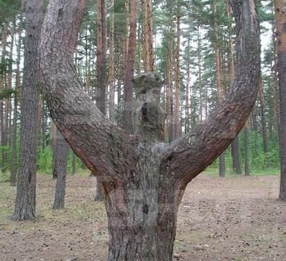 🌲 Под Петербургом нашли необычную сосну, которую местные прозвали «духом поляны».

Грибники заметил
