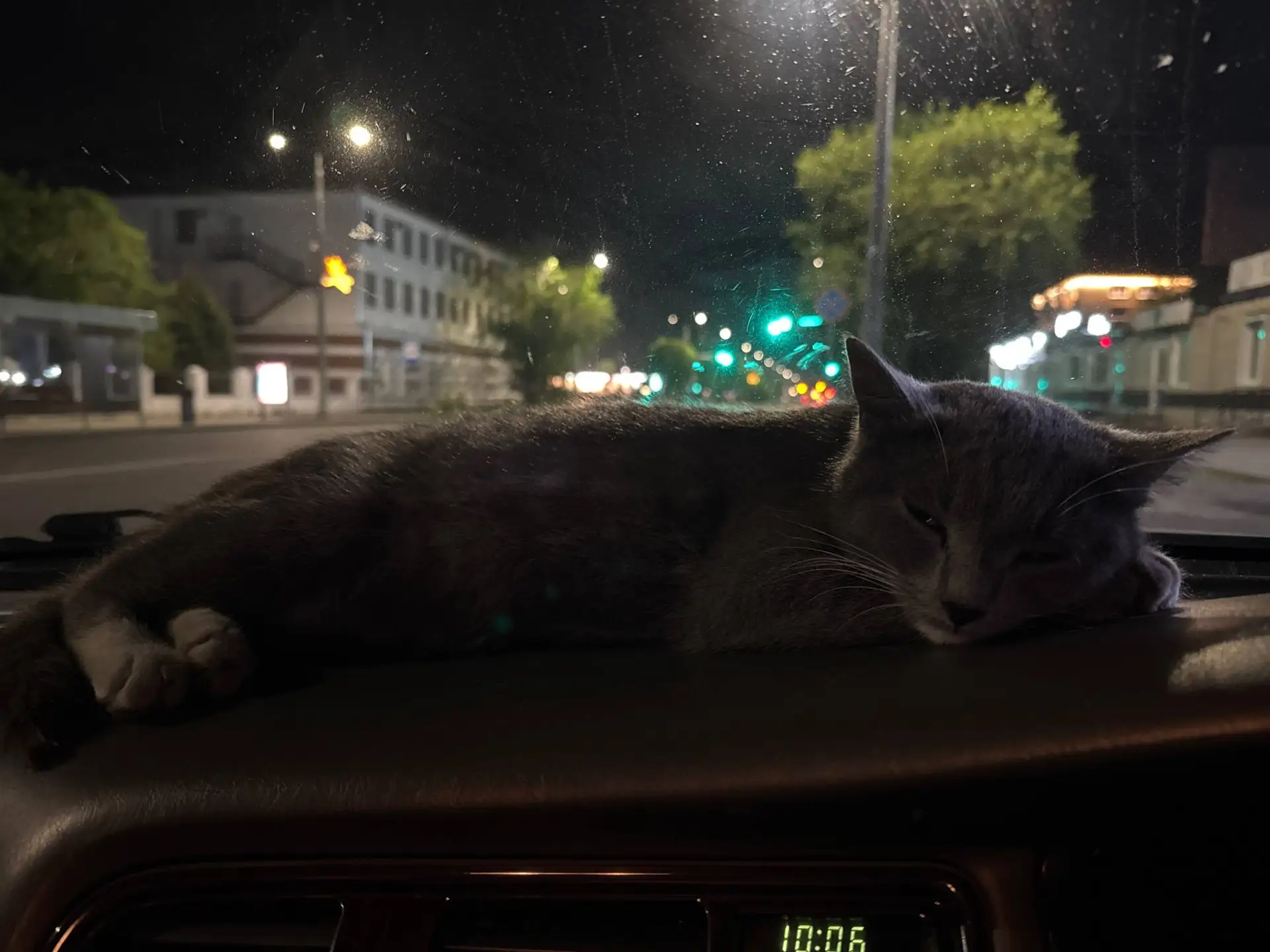 Потерялась чья-то кошка!🐈‍⬛

К нашему подписчику Владиславу в районе пересечения улиц Почтамтская и