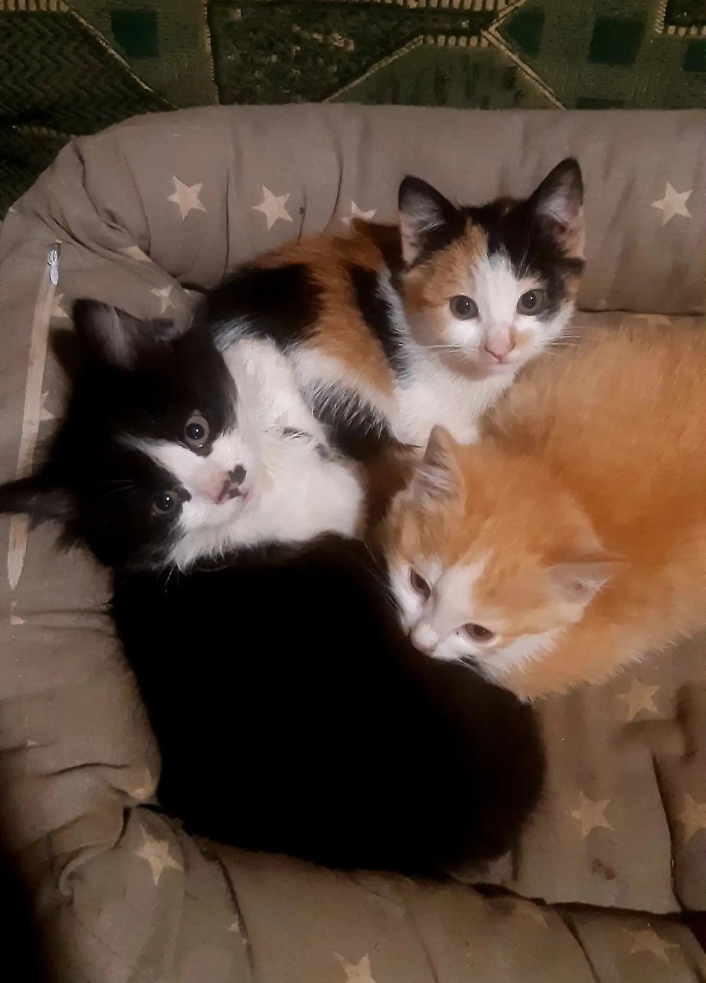 Отдам котят в добрые руки, от ловчей и умной кошки. Возраст 2 мес. Все едят, в лоток хо...