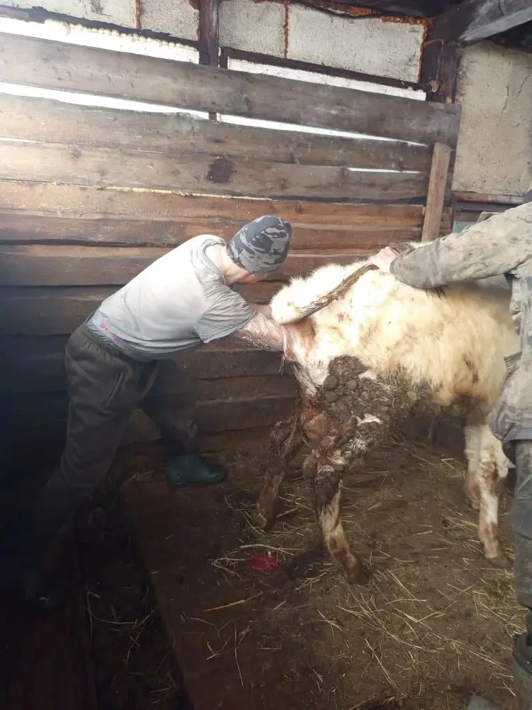 В селе Морук у ветеринаров сейчас горячая пора: отелочная кампания в разгаре, работы хв...