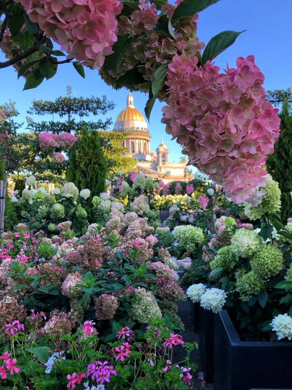 💐 В этом сезоне Исаакиевская площадь вновь расцветёт садом-трансформером  Ландшафт украсят пышная кр