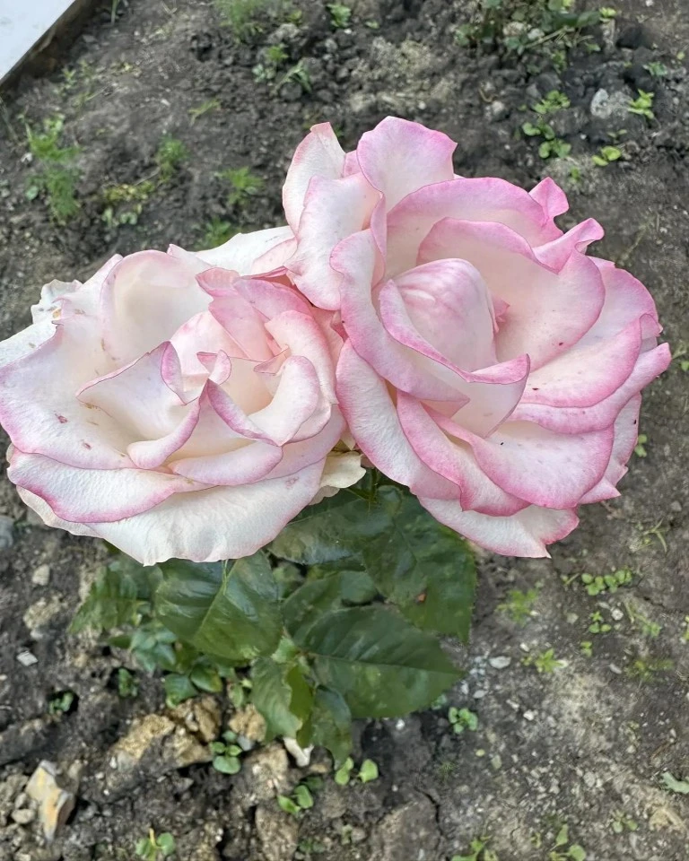 🌹 Первое цветение роз