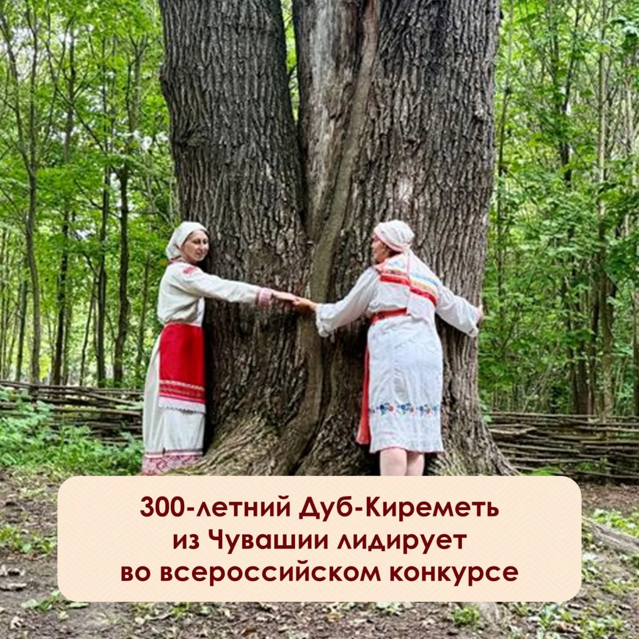⚡️Наш 300-летний великан из этнопоселения «Ясна» в Чебоксарском округе уверенно занимает первое мест
