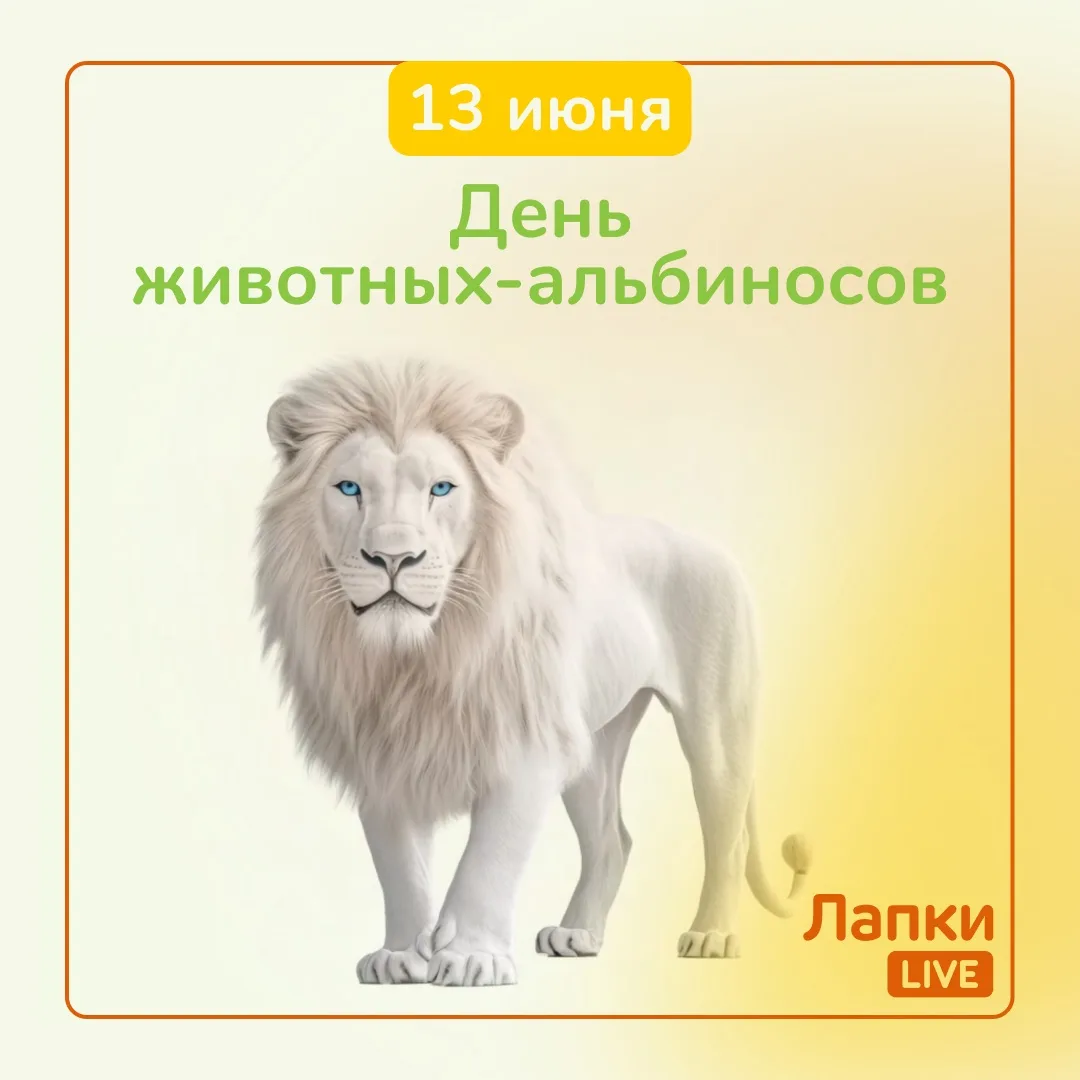 ✨13 июня — День животных-альбиносов. Хрупкие, но такие прекрасные. Эти зверьки
рождаются нечасто и т