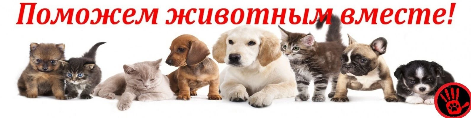 🐾 Поможем братьям нашим меньшим вместе! Уважаемые родители и гости нашего чата!