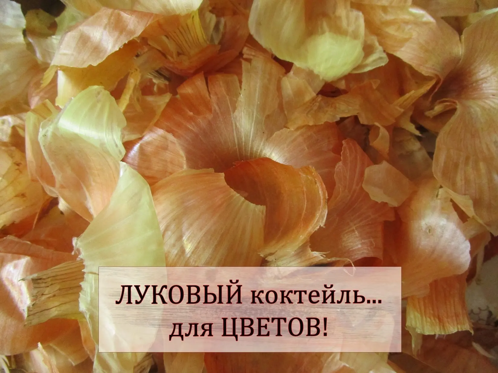 Луковый коктейль для цветов!

Если комнатные цветы "грустят", я делаю для них отвар луковой шелухи. 