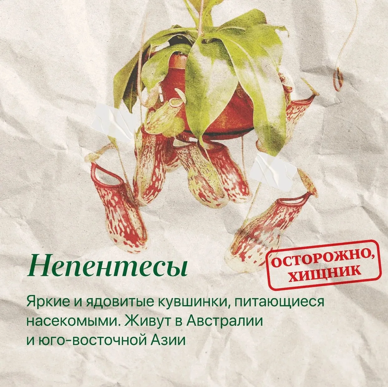 Знаете, где в Петербурге посмотреть на растения, о которых пишут в учебниках и рассказы...