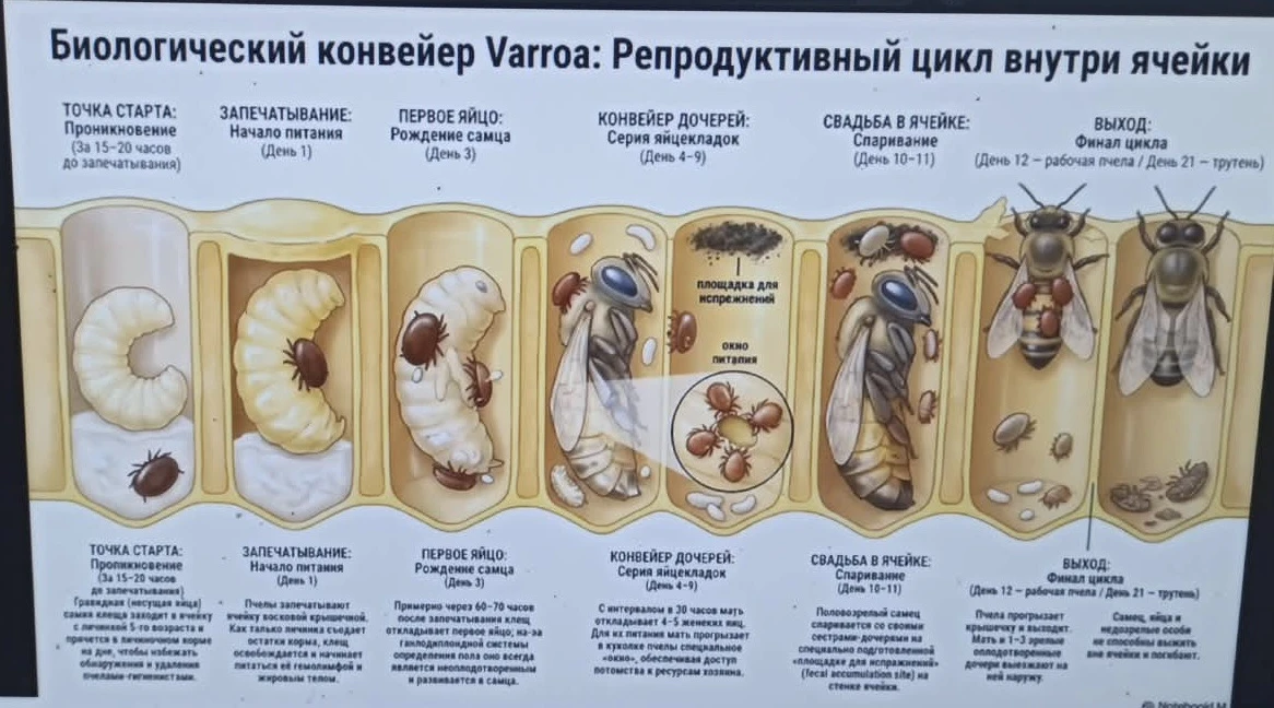 Развитие клеща. Памятка для обработки.