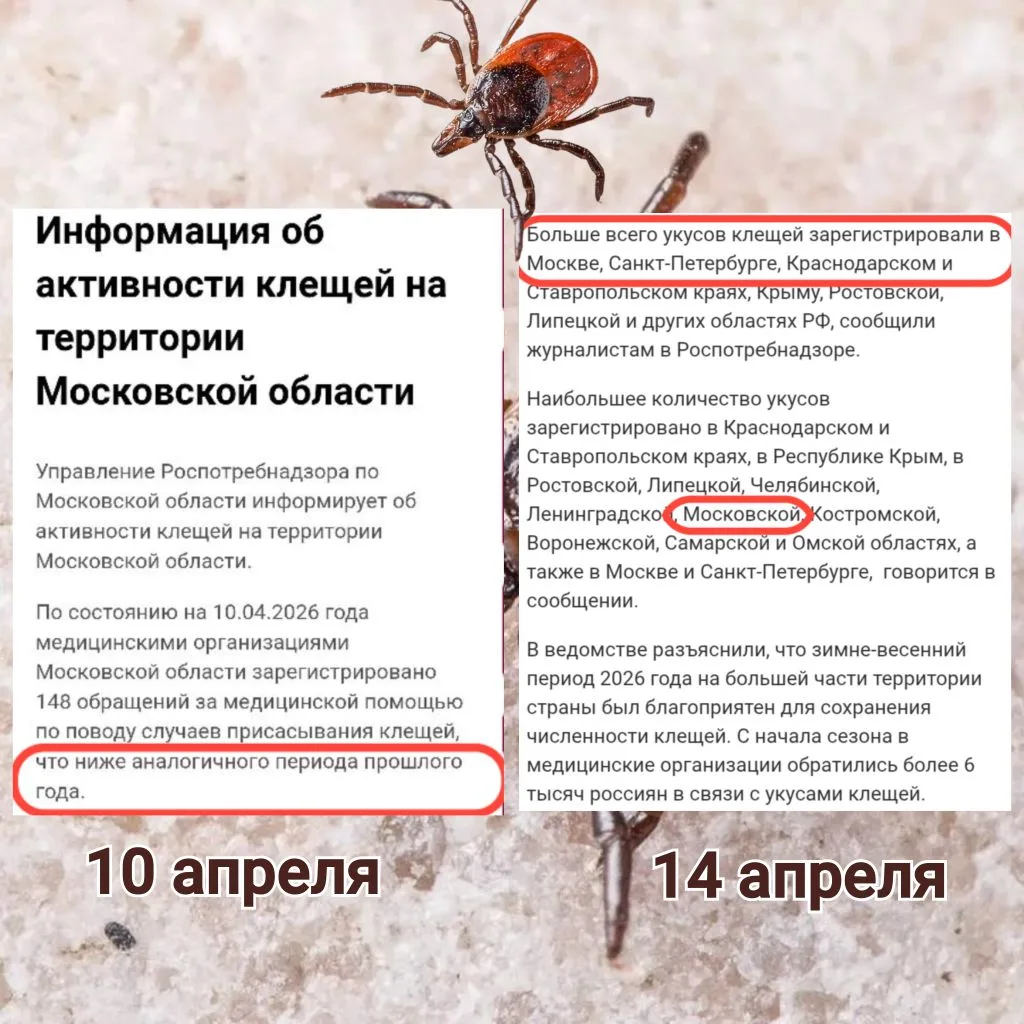 Возросла активность клещей.