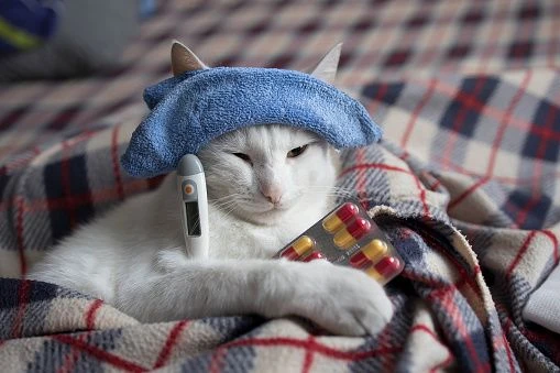 Панлейкопения (кошачья чумка)