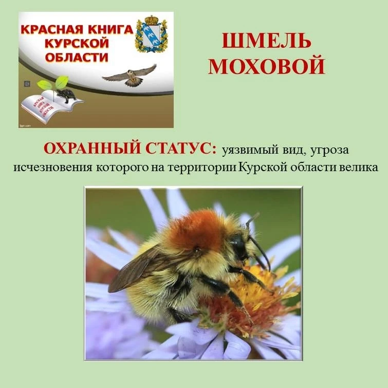 📣Рубрика «По страницам Красной книги Курской области» и её ведущая -Татьяна Владимиров...