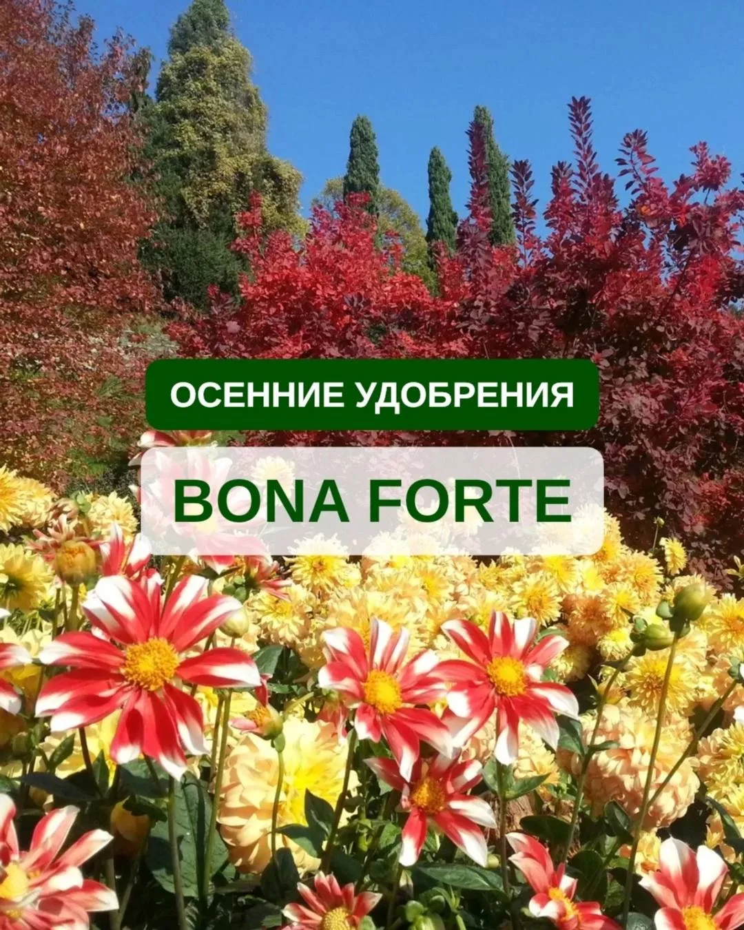 🌱 BONA FORTE: ВСЁ В ОДНОЙ ГРАНУЛЕ 🌱