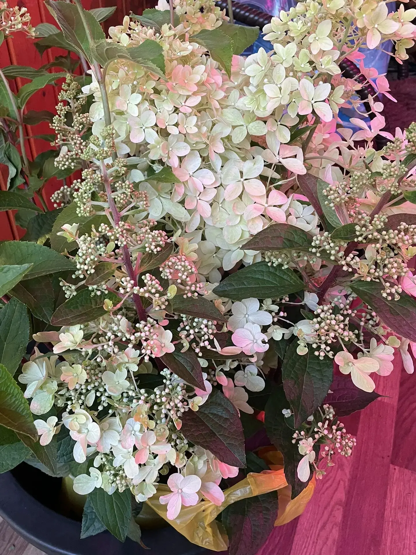 Купила сегодня для души❤️
Посажу в 40 л кашпо. 
А вы балуете себя цветами? 
#цветы #дача