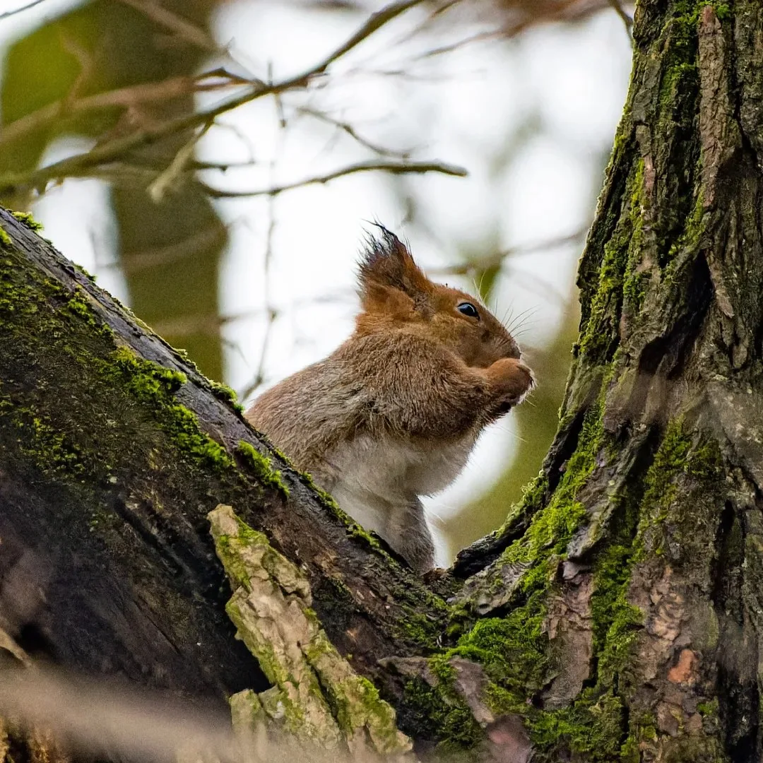 Красавицы-белочки в Суворовском парке 🐿️