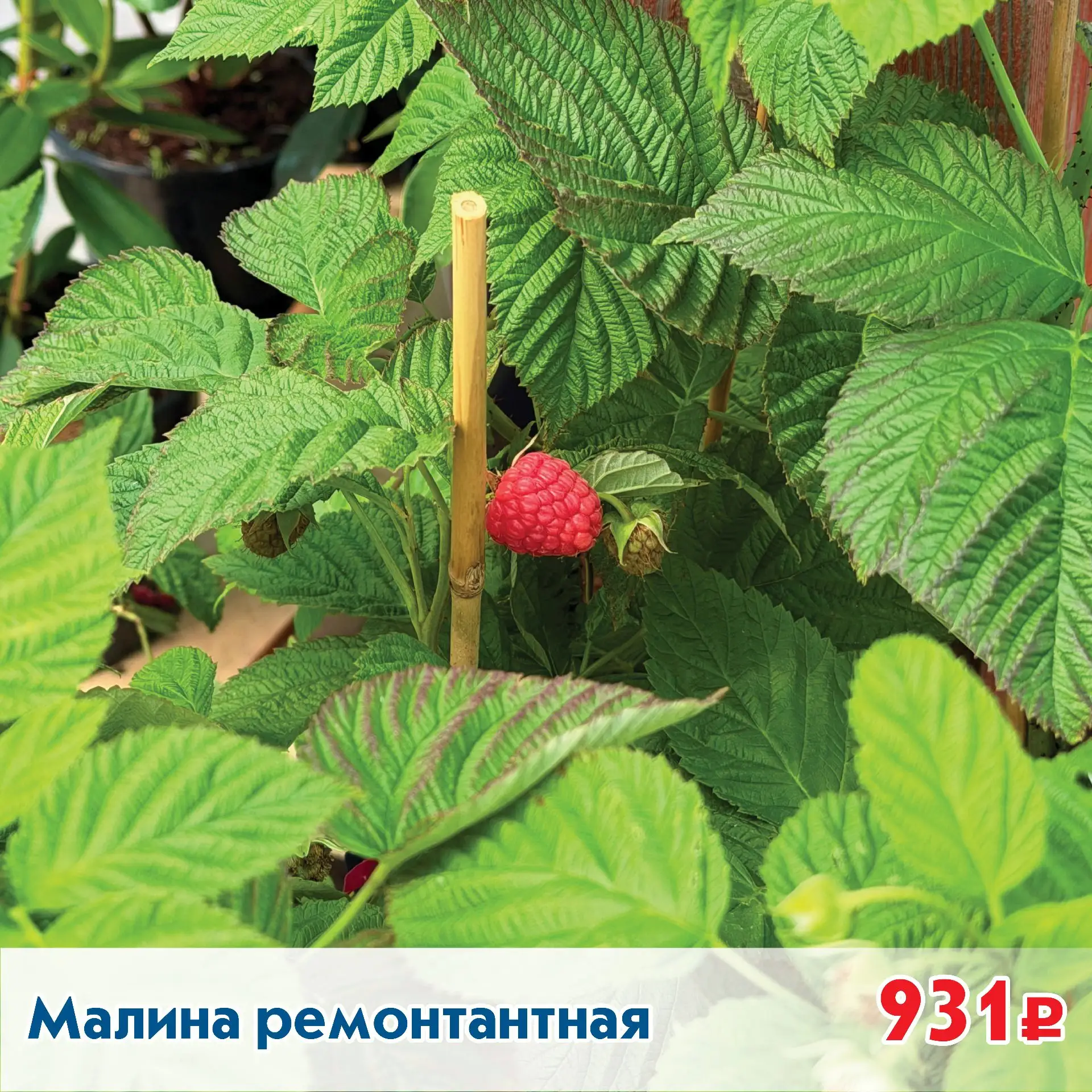 Более 300 видов растений в Стройцентре!

 🔗 Детали у продавцов-консультантов - отдел "Сад и огород"